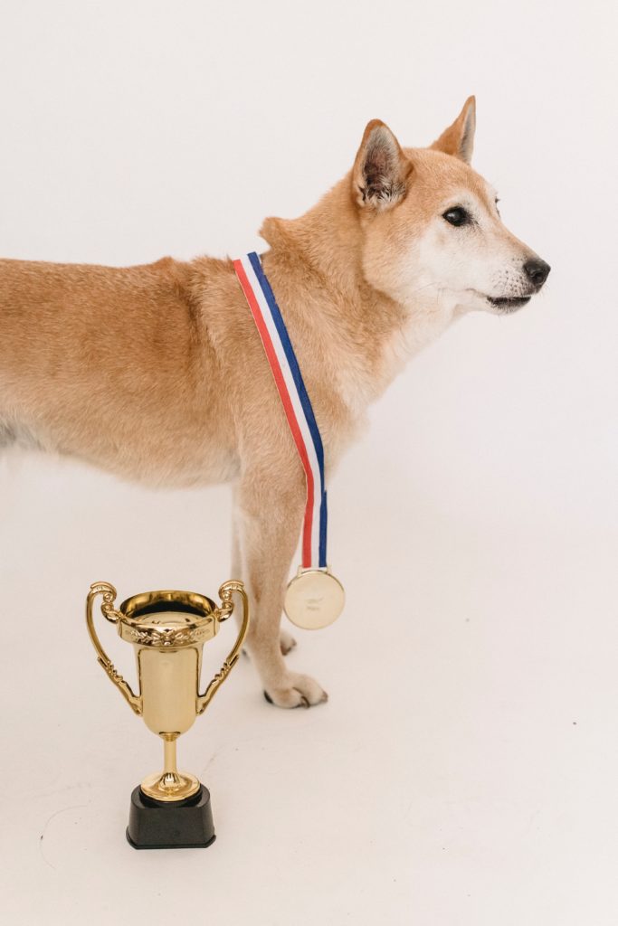 dog wearing a gold medal