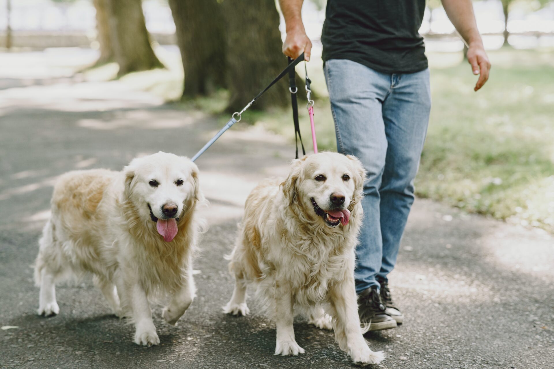 man walking dogs