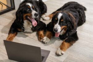 Happy dogs looking at laptop